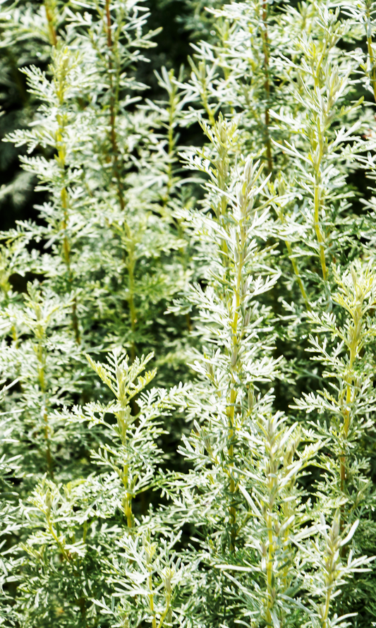 Ingredient Spotlight: Davana Essential Oil