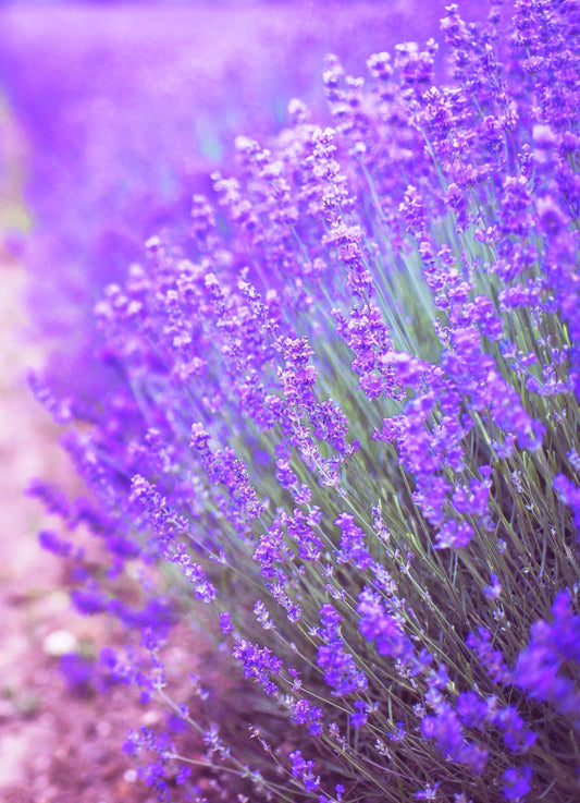 Ingredient Spotlight: Lavender