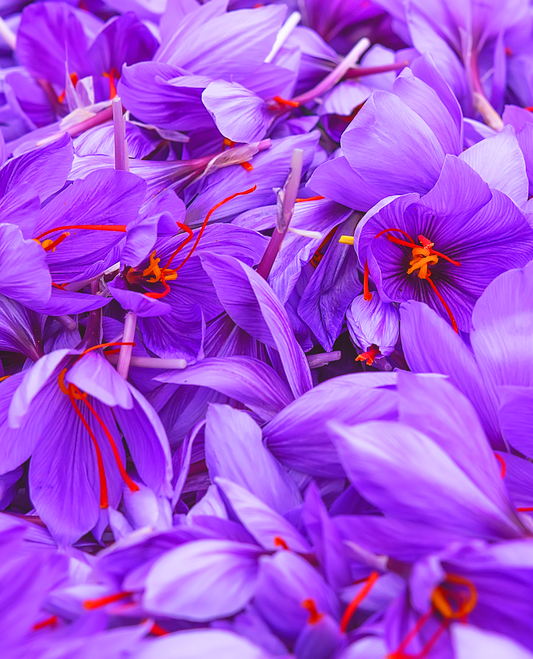 Saffron Oil: Benefits and Uses in Aromatherapy