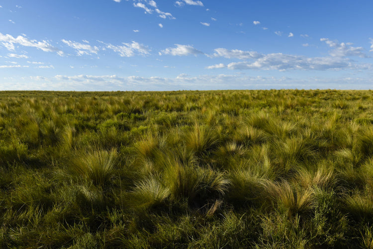 The Green Spirit Of The Pampas