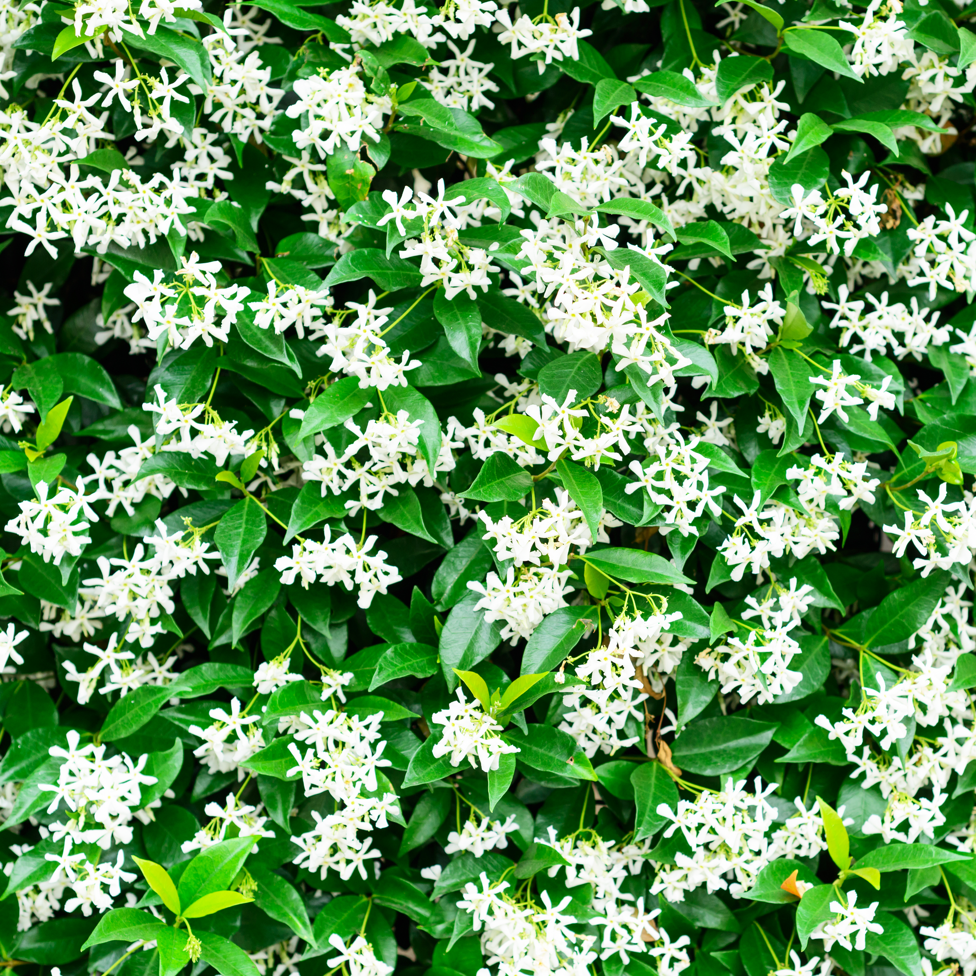 Jasmine Vine Inspiration | RHR Luxury Home Fragrance