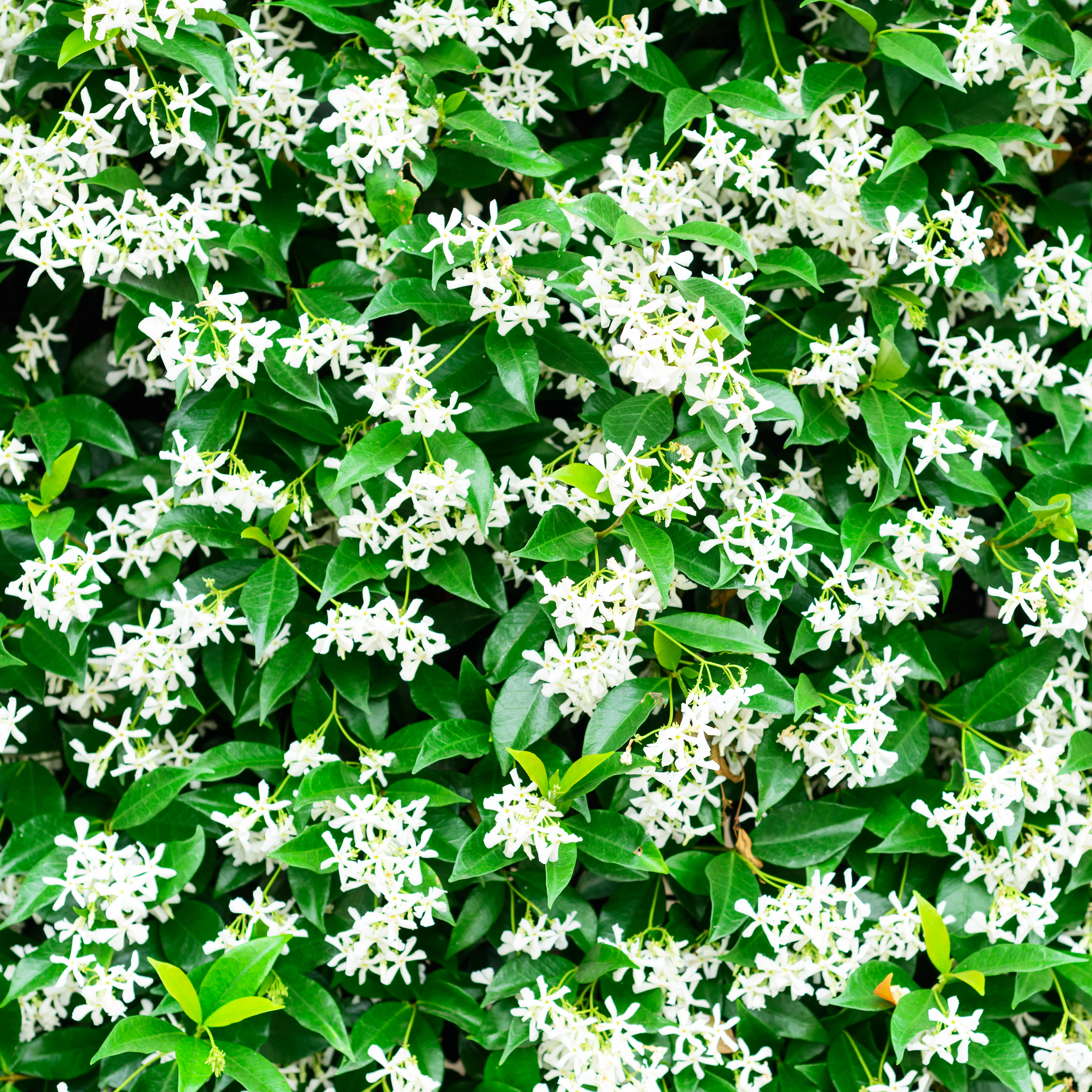 Jasmine Vine Inspiration | RHR Luxury Home Fragrance