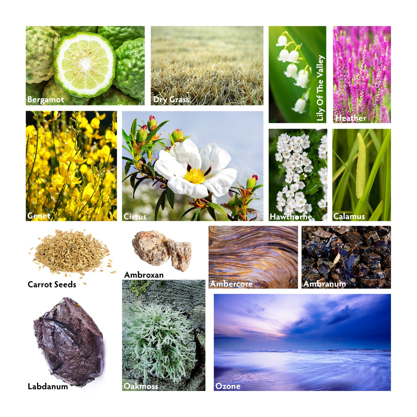 Marino Luxury Scented Candle Scent Pyramid | RHR Luxury Home Fragrance