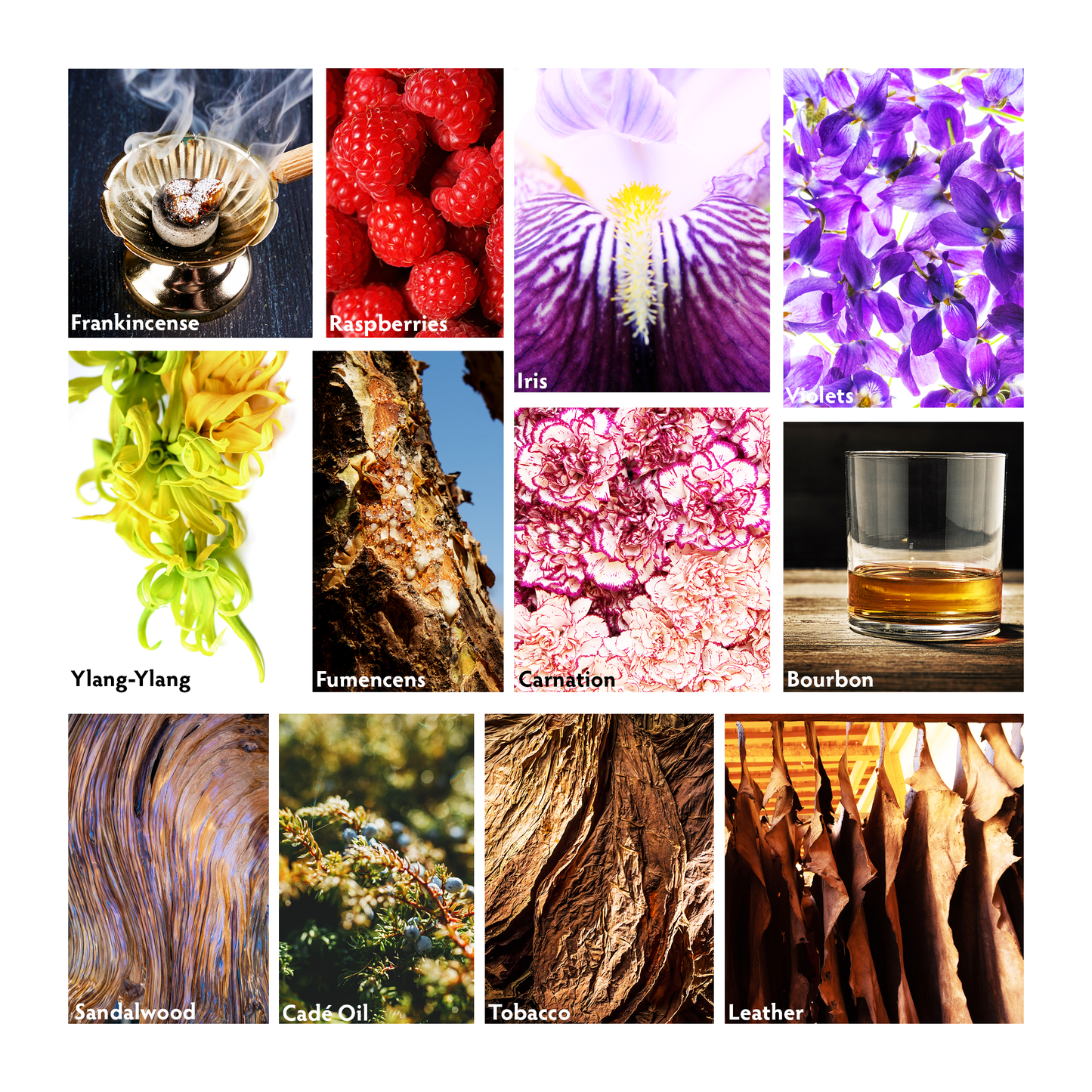 Milonga Luxury Candle Scent Pyramid | RHR Luxury Home Fragrance