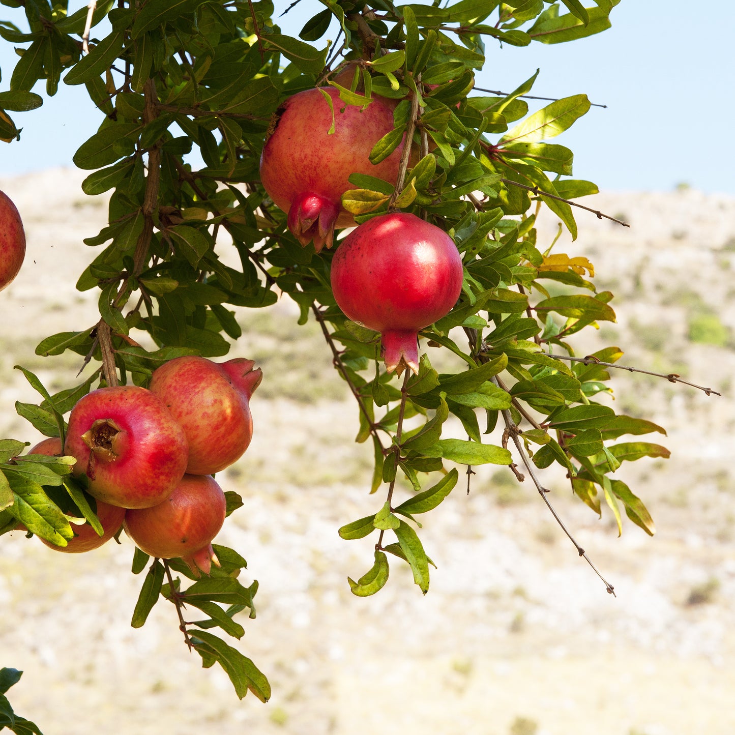 Pomegranate Vine Inspiration | RHR Luxury Home Fragrance