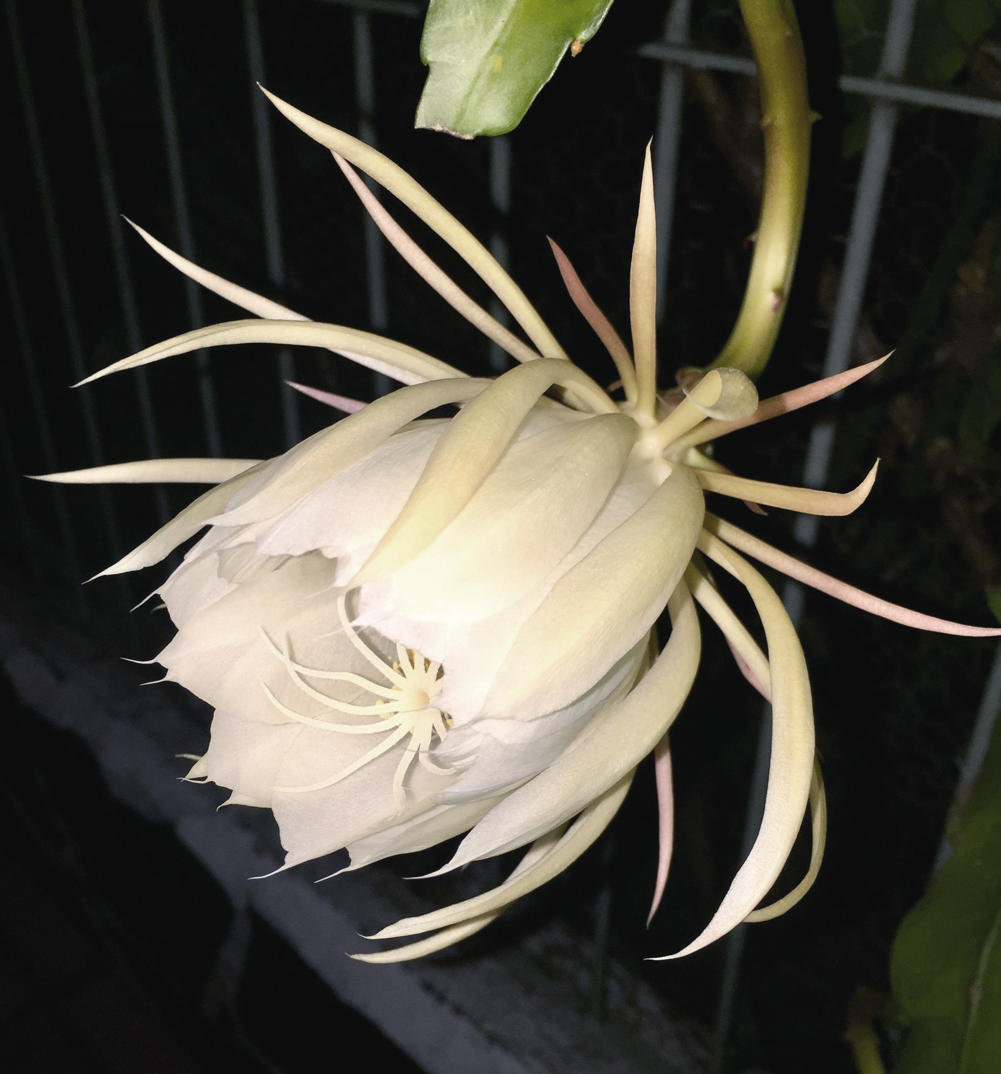 Oxypétala Slim Crystal Diffuser Flower Inspiration | RHR Luxury Home Fragrance