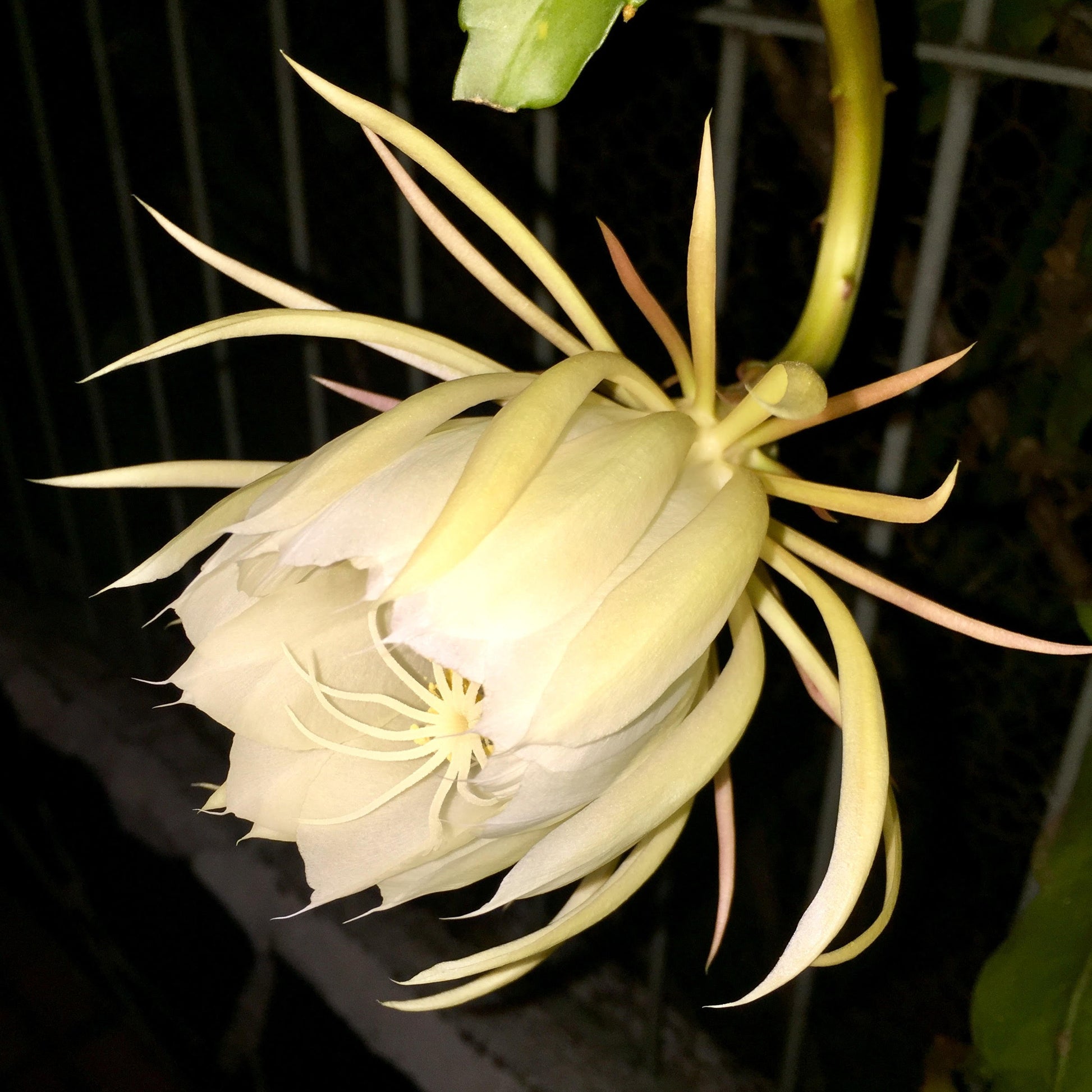Oxypétala Luxury Scented Candle Open Flower Inspiration | RHR Luxury Home Fragrance