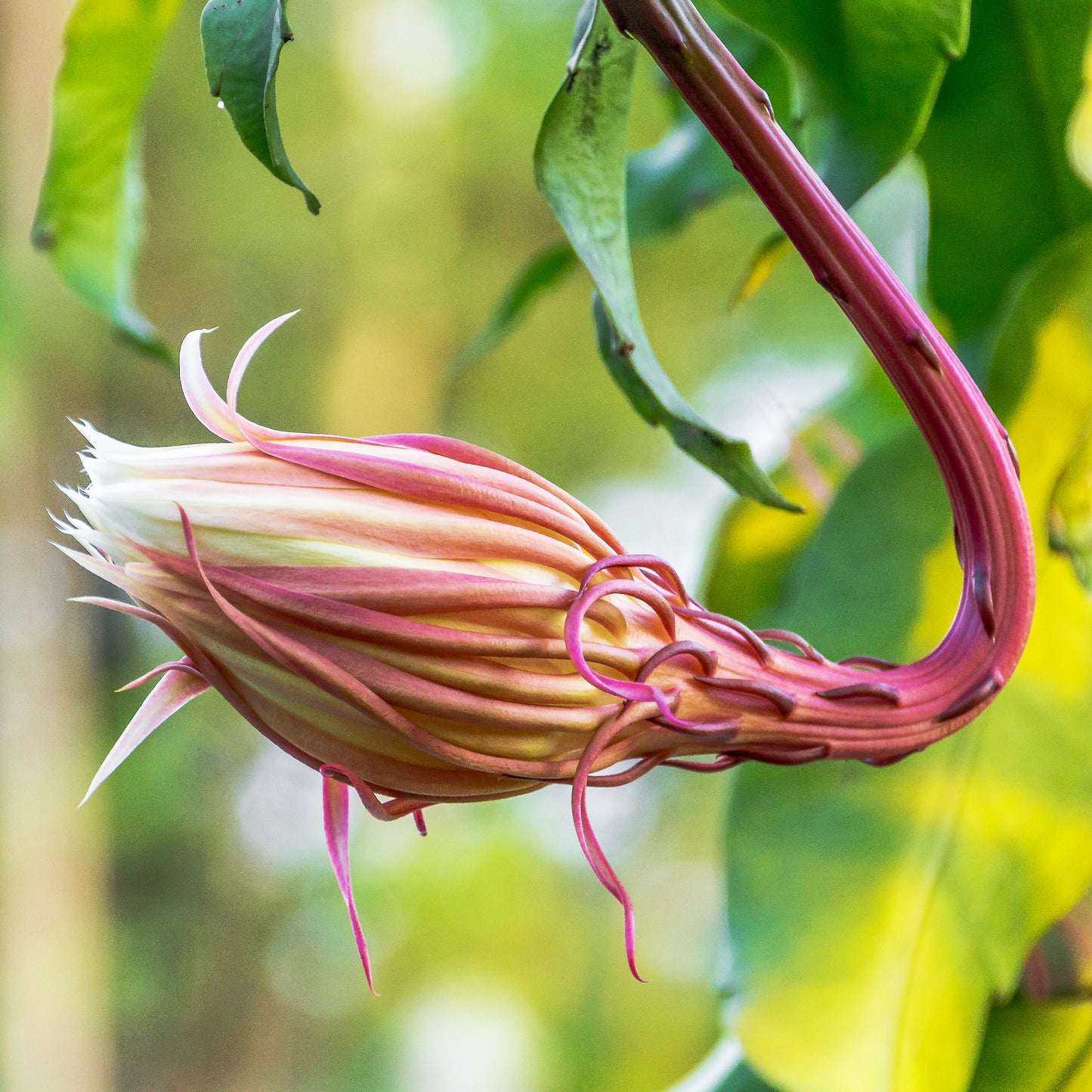 Oxypétala Luxury Scented Candle Inspiration Flower Bud | RHR Luxury Home Fragrance