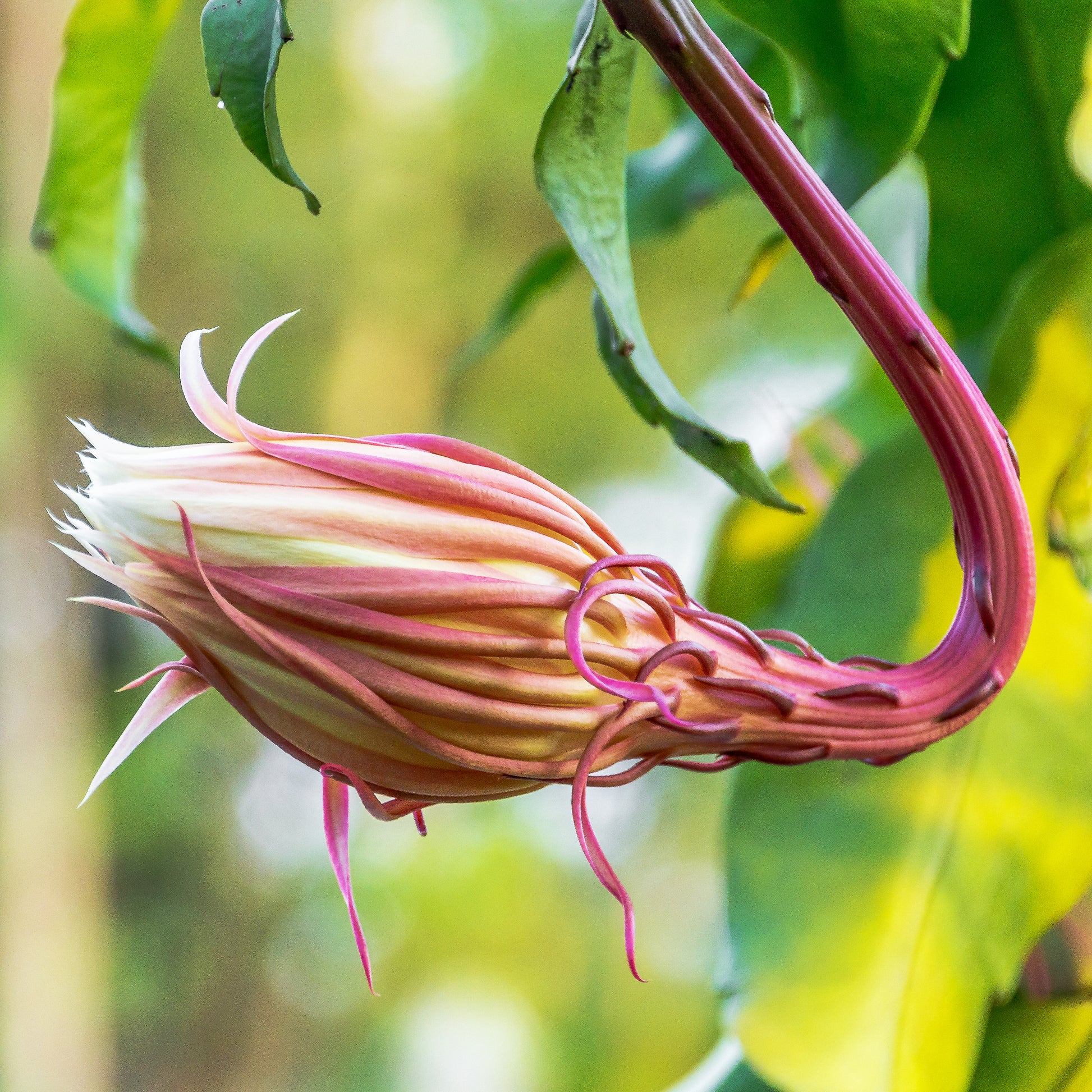 Oxypétala Luxury Scented Candle Inspiration Flower Bud | RHR Luxury Home Fragrance