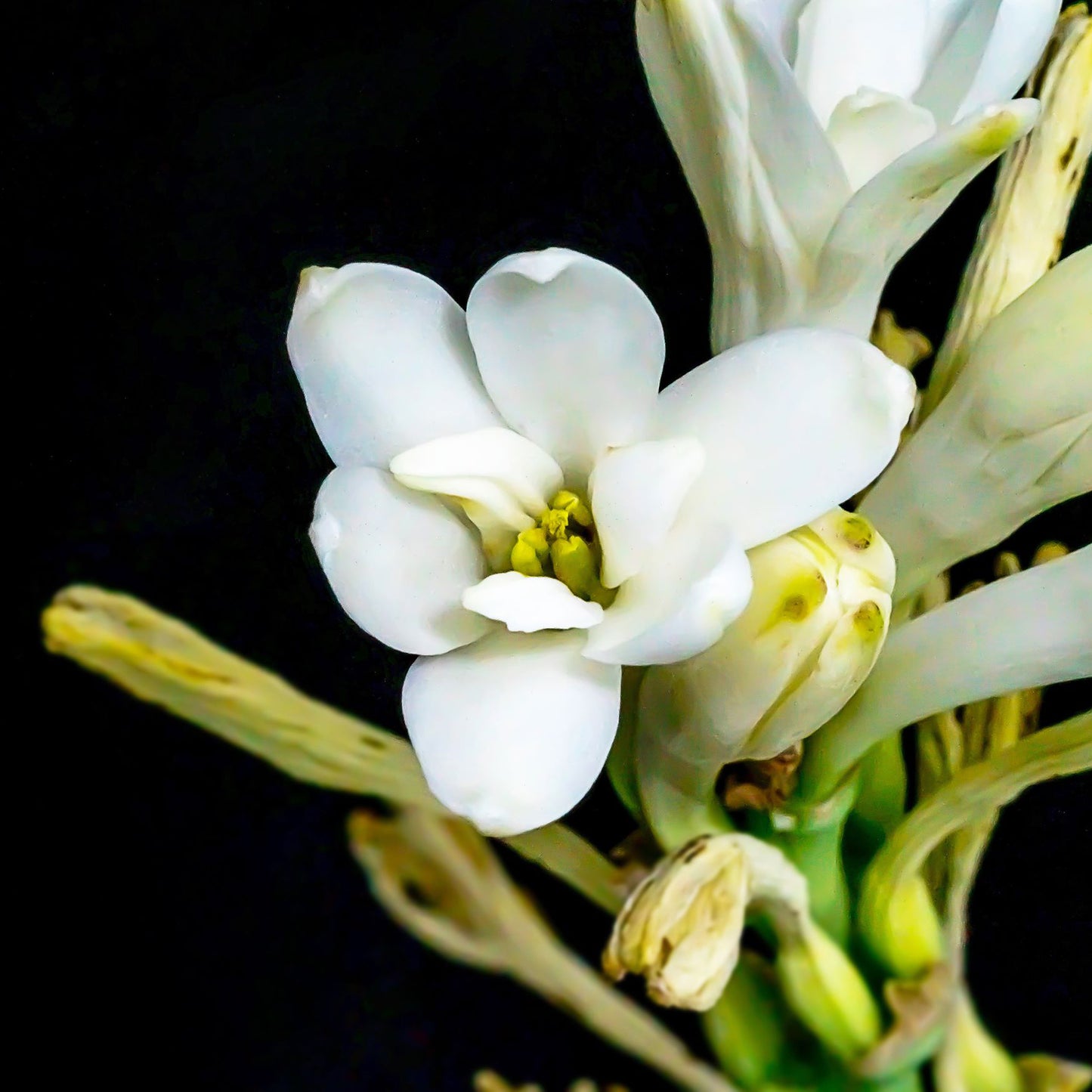 Tuberose Mexicana Candle Flower Inspiration | RHR Luxury Home Fragrance