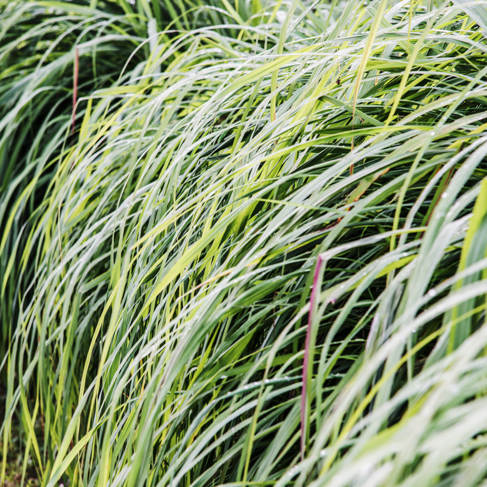 Vetiver Pampa Luxury Room Spray 100 mL Vetiver Grass Image | RHR Luxury Home Fragrance