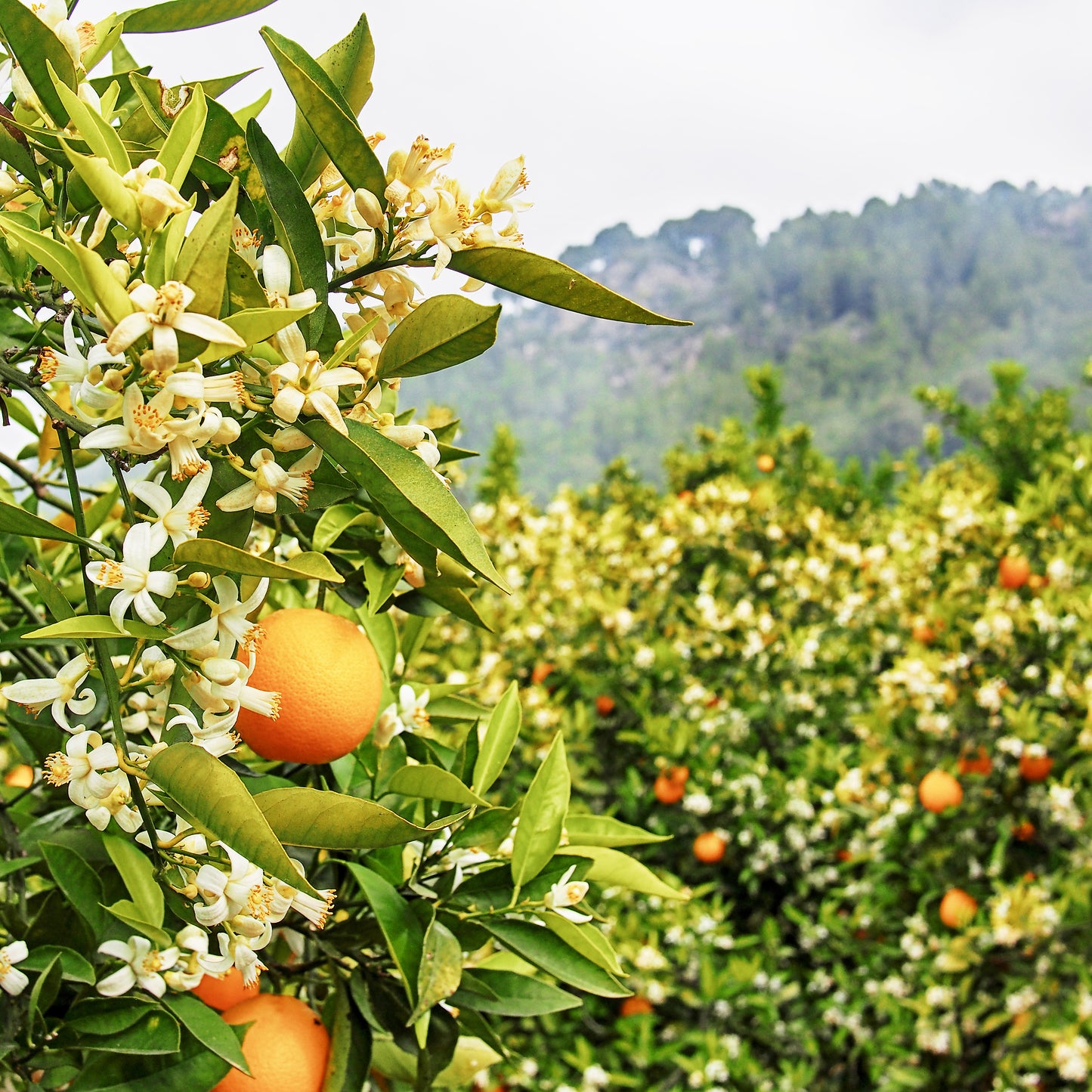 Azahares Luxury Scented Candle Orange Blossoms Inspiration | RHR Luxury Home Fragrance