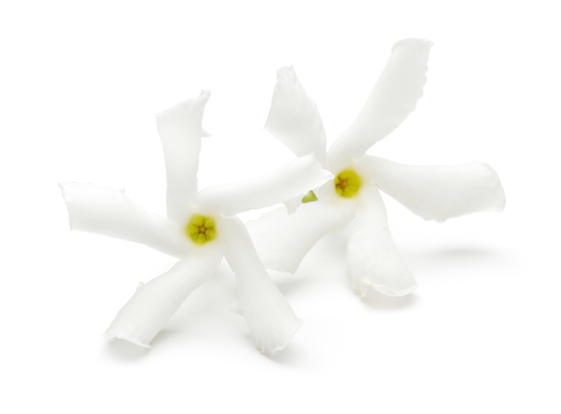 Jasmine Flowers Inspiration | RHR Luxury Home Fragrance