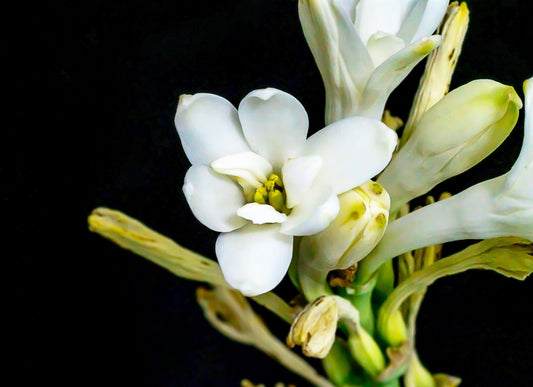 Tuberose Mexicana