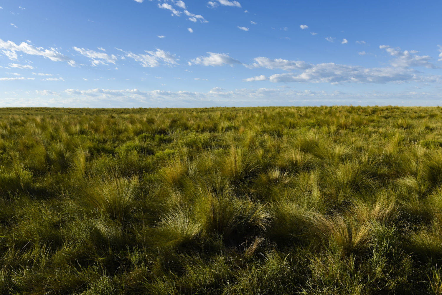 The Green Spirit Of The Pampas