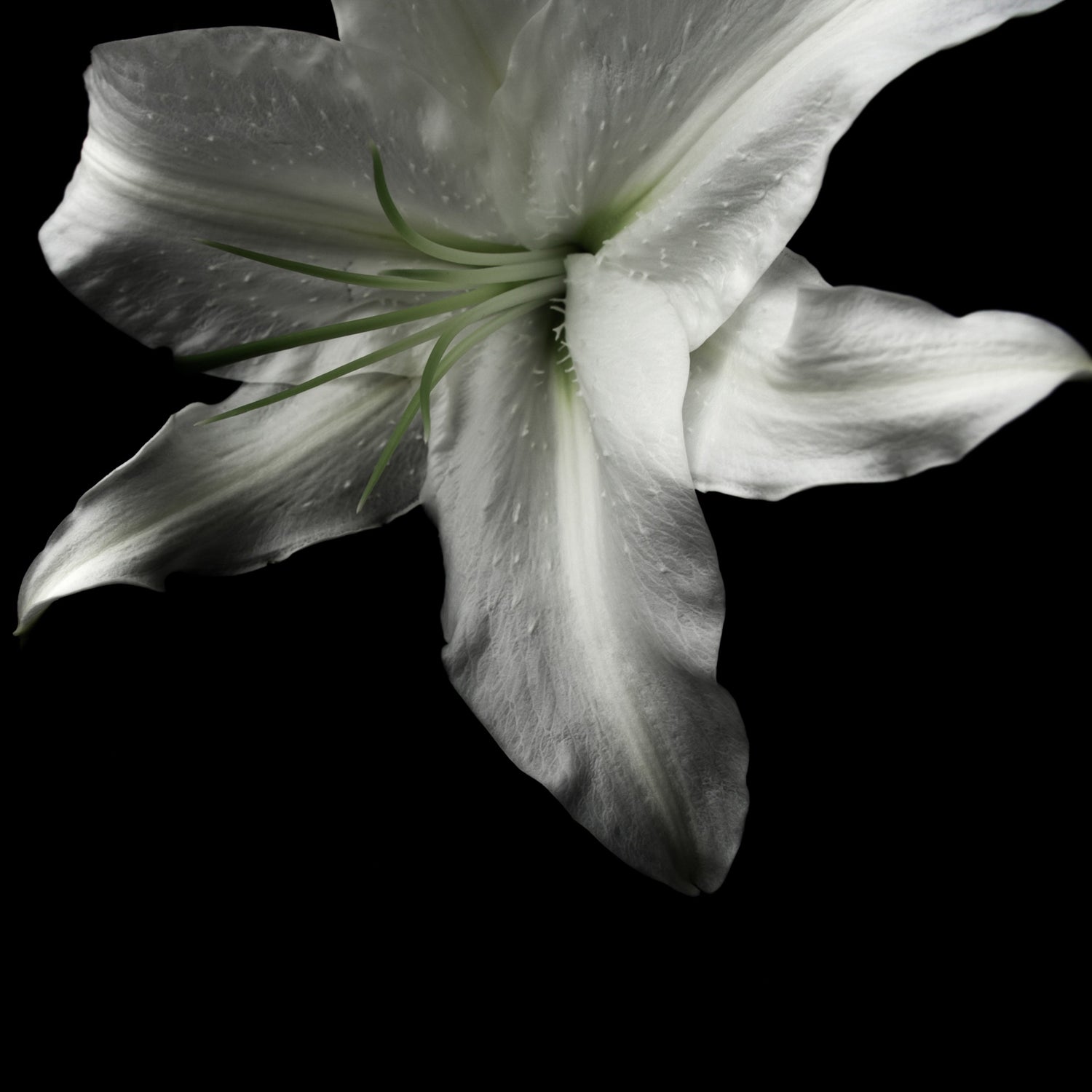 The House Of White Petals
