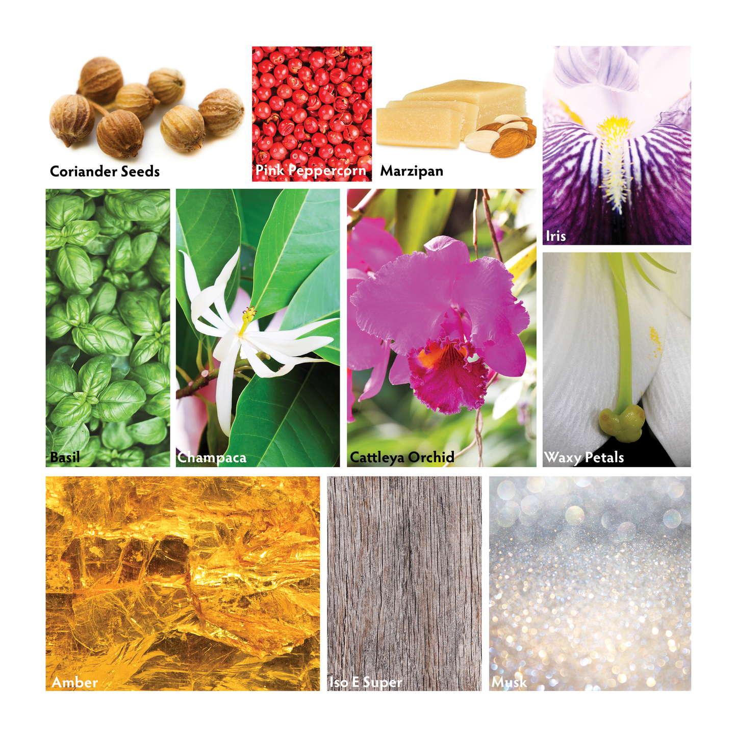 Element Orchid Light